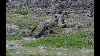 Nile Crocodile lunge attacks a Warthog at Tau