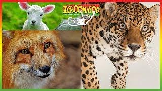  Zoboomafoo | HD Compilation | 1+ Hours | Animal Shows for Kids 