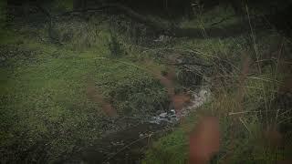 Creek in the rain. Gold Country California.