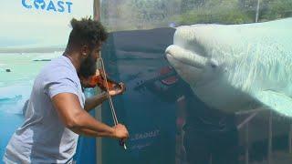 In Mystic, a new audience down under when 'Big Lux' plays for the Belugas