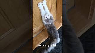 Cat Vibes #cats #catcute #catlovers