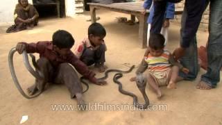 These Indian kids play with real life snakes on a daily basis!