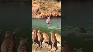 Monkey Near The Death|| tiger,lion and crocodile|| zxz prime #shorts #viral #tiger #lion #trending