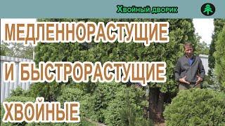 Карликовые,медленнорастущие и быстрорастущие хвойные растения.Питомник "Хвойный дворик"