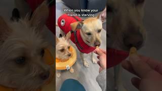 Best friend goal #bff #dog #pet #cutedog #funny #funnyvideo