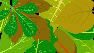 Leaf Transitions - Motion Graphics | Animation Videos | No Copyright.