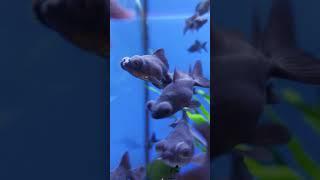 Fish 20250328