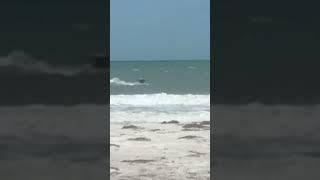Pelicans diving for fish!#florida #ocean #beach #pelicans #hunting #outdoors #water #birds #fish