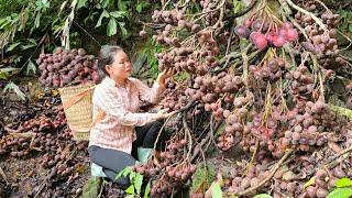 "Borrowing Boars for Breeding - Harvesting Figs to Sell at Market | Trieu Mai Huong".