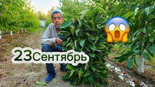 23Сентябрь Бак Сыры:+996555887633