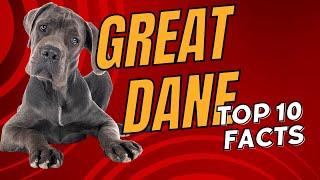 Great Dane Top 10 Facts - Dogs 101