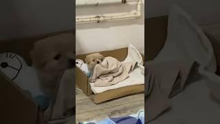 There's nothing better in this world than a cute, innocent, sleeping pup ️