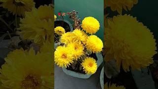 #viral#shorts#video#
