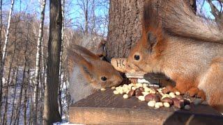 Три голодные белки. Зарисовка / Three hungry squirrels. The sketch