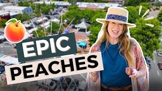 Epic Peaches In West County! | Jennifer Klein Real Estate | Corcoran Icon Properties | Sonoma County