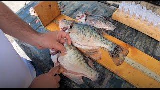 Aging crappie with Truman Lake Fisheries Management Biologist Chris Brooke