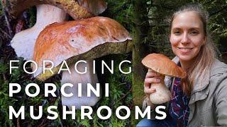 Foraging Porcini Mushrooms (and drying them)