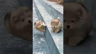 Funny cute Puppy falling down