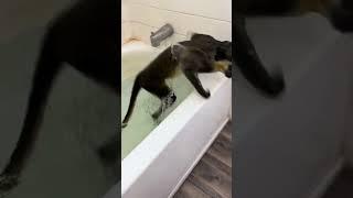 The monkey is bathing in the bathroom.Обезьяна купается в ванной.