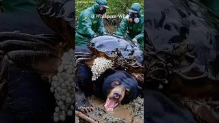 Bear Struggles with Giant Crab on Back Until Rescuers Step In #animalrescue #wildlife #bear