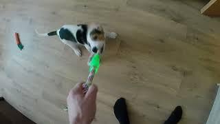 Щенок эстонской гончей выполняет команды (2 месяца)/ Estonian hound puppy in the apartment