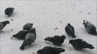 Соседи опять кидают хлеб голубям (Neighbors feed the Pigeons again)