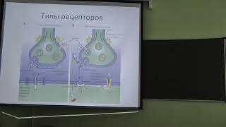 Физиология человека и животных. Лекция 6. Нейромедиаторы и ВНД. Зыбина А. М. edit