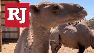 Camel Safari in Nevada