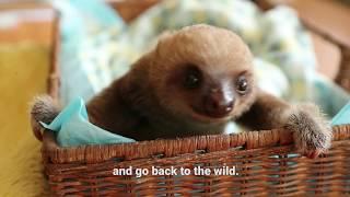 Save our Sloths: Rescue efforts underway in Panama.