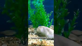 Watch How Fast This Fish Swims 