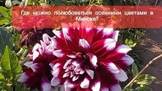 Беларусь/Где в Минске можно полюбоваться на осенние цветы/Ботанический сад.16.09.2024