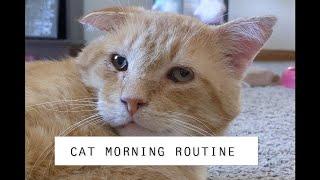 CAT MORNING ROUTINE: Cheesy Poof