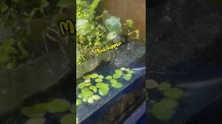 How I Got a Mudskipper Fish?