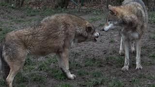 Dominance display between two wolves. Submission by "omega" wolf. Dominanzverhalten Wölfe Zoo Worms