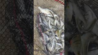 Как быстро наловить на уху