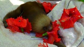An adorable orphan sloth eating hibiscus flowers