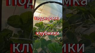 Подкормка клубники после плодоношения #клубника #ежевика #дача #огород #сад #рассада #урожай #цветы
