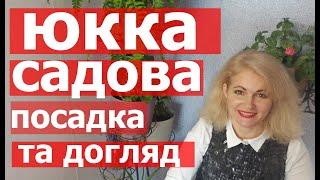 Юкка нитчаста "садова" - вирощування, догляд, посадка, розмноження, цвітіння