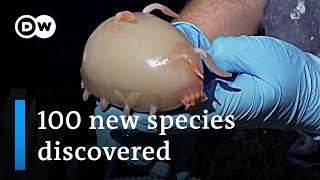 Scientists discover 100 new maritime species off New Zealand | DW News