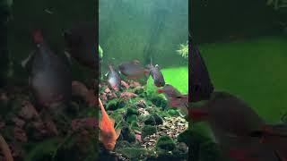 Rhodeus fish from different regions all look different! #koi #fish #Rhodeus  #aquarium #goldfish