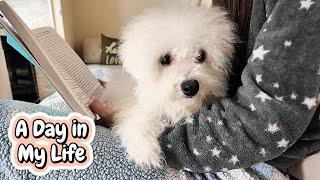 A Day in the Paw-some Life of a 1-Year-Old Bichon