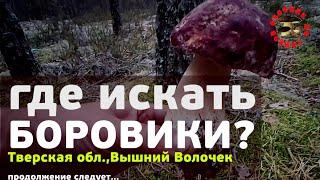 Где искать боровики? Тверская область, Вышний Волочек