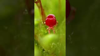 ¿Qué es la plaga roja? #shorts #viral