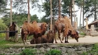 Совокупление верблюдов в Рижском зоопарке