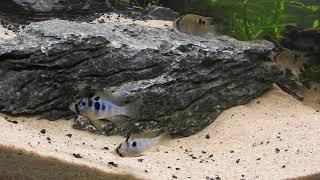 German Ramirezi Fish ! Changing From Male To Female !