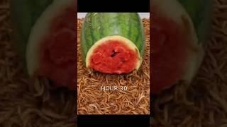 10.0000 Worms and watermelon #gardening  #beautiful
