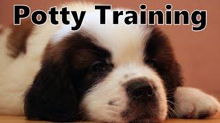 How To Potty Train A Saint Bernard Puppy - St Bernard House Training Tips - Saint Bernard Puppies