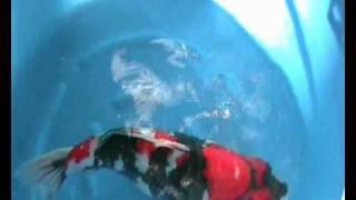 Isa Koi farm Yonsai Showa Ornafish Japan Co.,Ltd