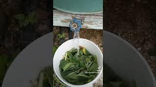 Comfrey Fertilizer Tea