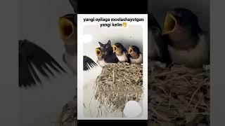 Obuna boling ️ #rek #top #reels #shorts #shortsvideo #quotes #comedy #kulgu #vines #tiktok #sevgi